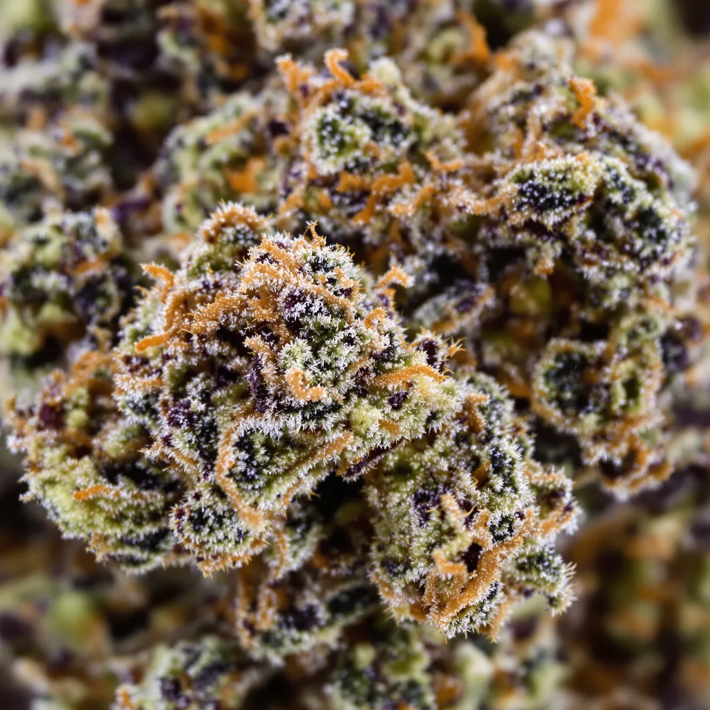 Primer plano de cogollo de cannabis Shoreline mostrando cálices densos con tonos morados
