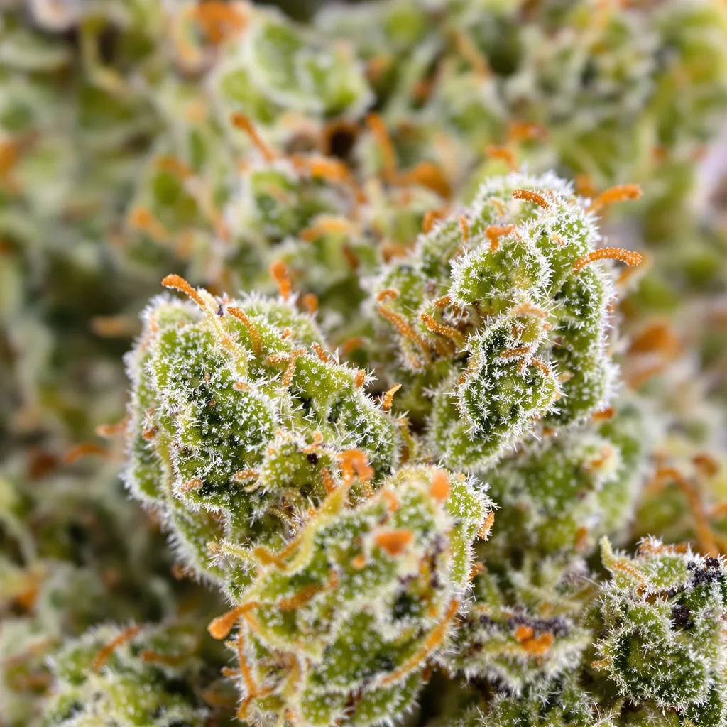 Primer plano de cogollo de cannabis Silver Haze mostrando estructura aireada verde lima
