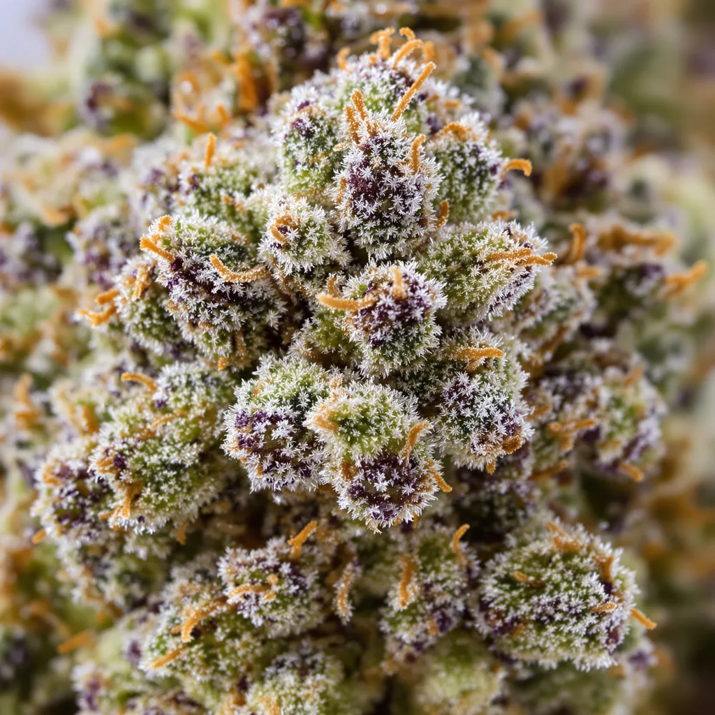 Primer plano de cogollo de cannabis Silver Kush mostrando estructura abierta con pistilos naranjas