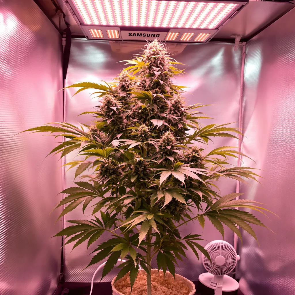 Planta de cannabis Silverback Gorilla en fase de floración — 60-100 cm autofloración