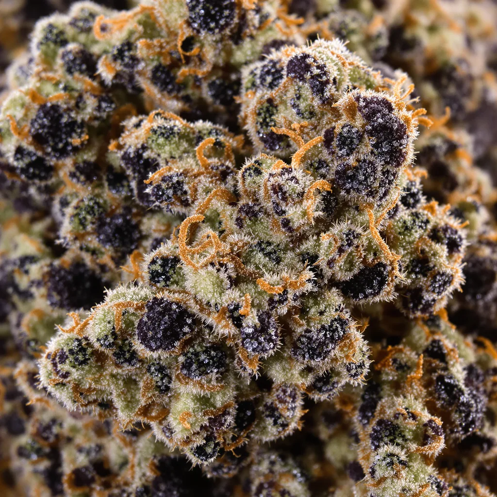 Primer plano de cogollo de cannabis Silverback Gorilla mostrando cálices densos con tonos morados