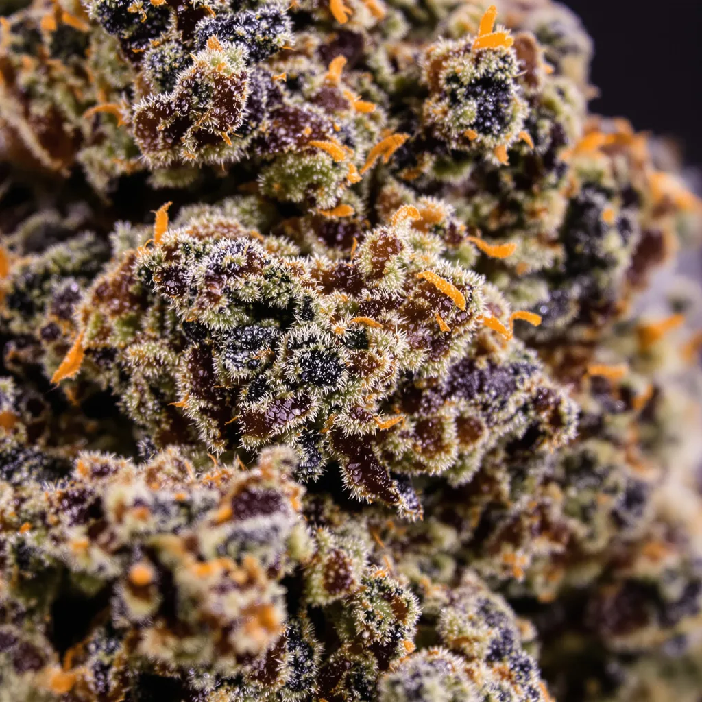 Primer plano de cogollo de cannabis Silverback Gorilla mostrando cálices densos con tonos morados