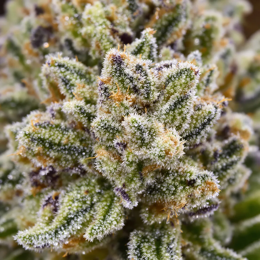 Primer plano de cogollo de cannabis Silverfalls Kush mostrando estructura abierta con pistilos naranjas