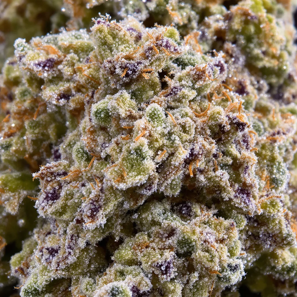 Primer plano de cogollo de cannabis Silverfalls Kush mostrando estructura abierta con pistilos naranjas