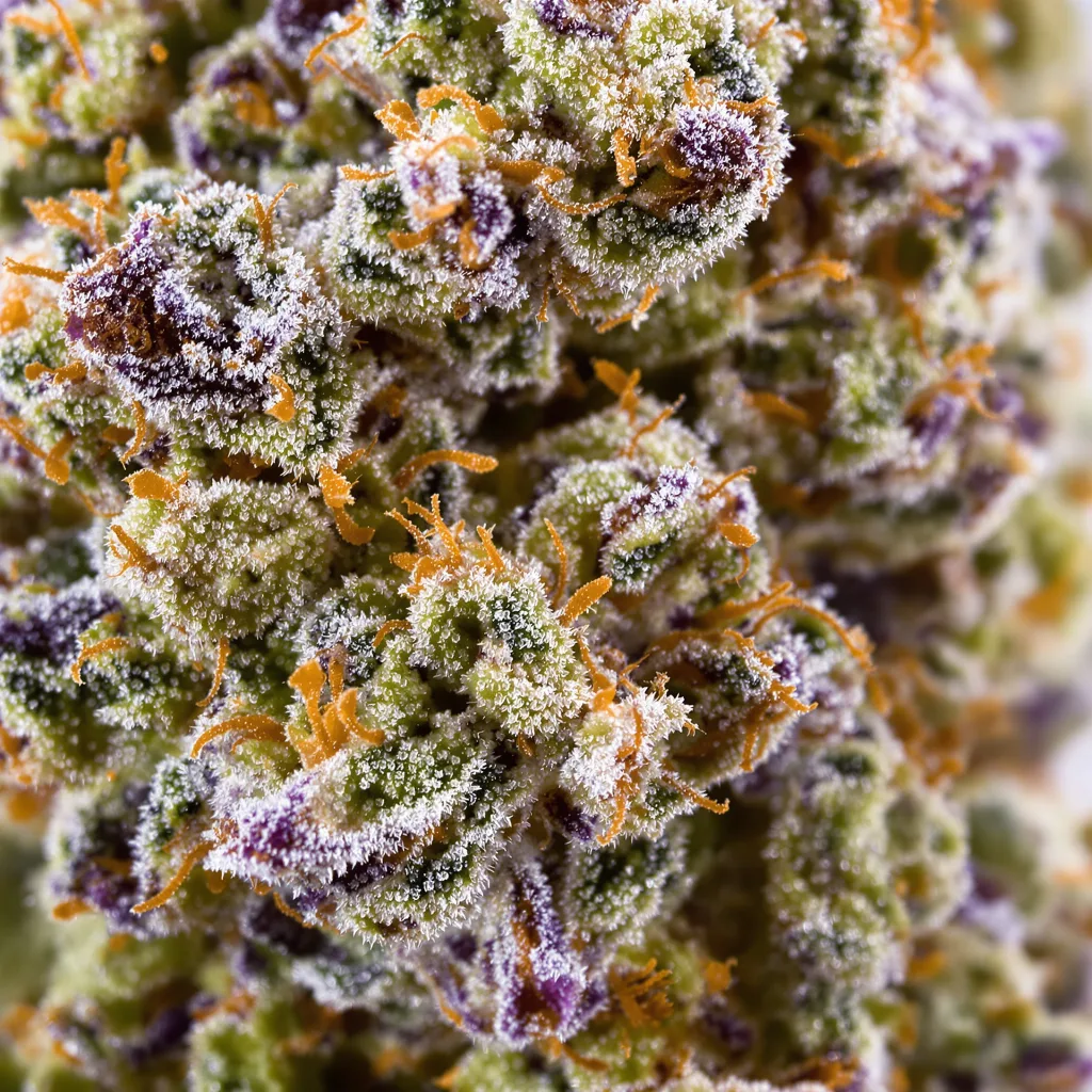 Primer plano de cogollo de cannabis Sister Glue mostrando estructura equilibrada con tricomas escarchados