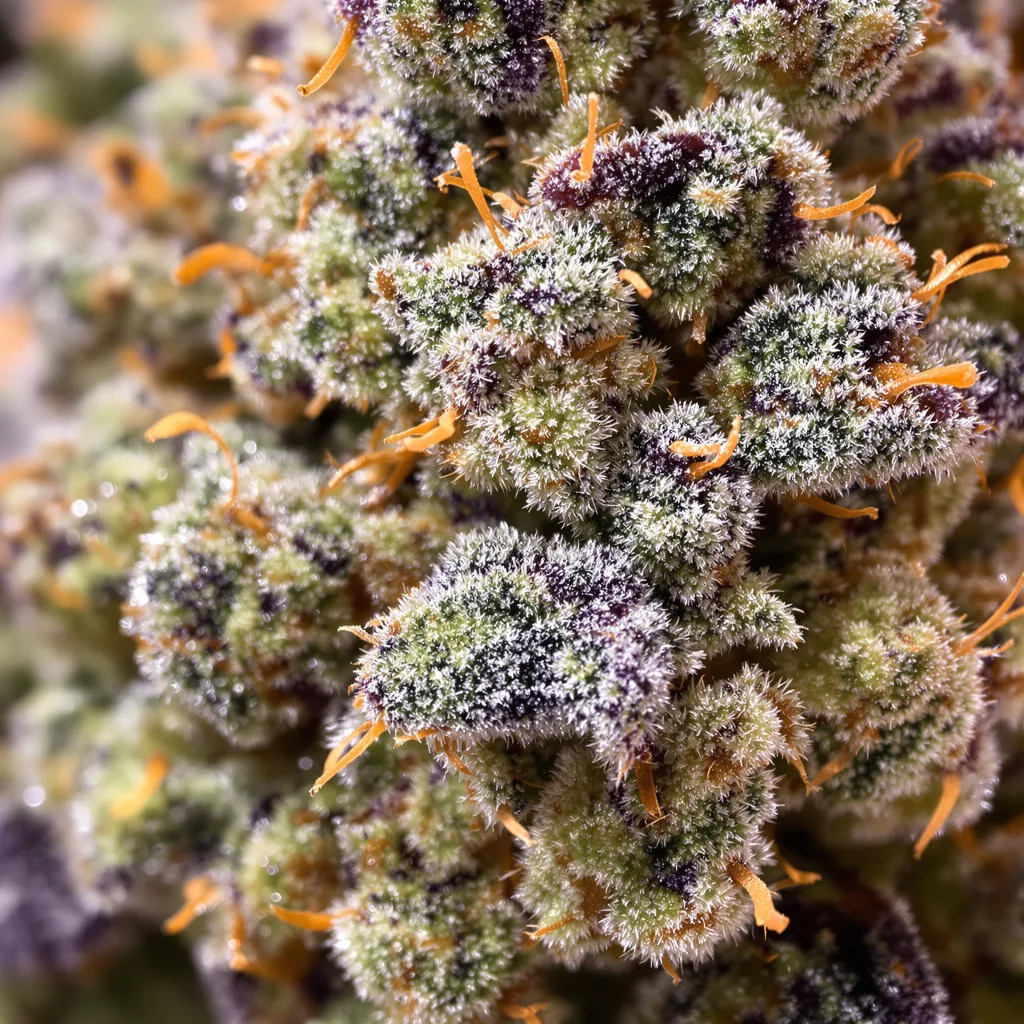 Primer plano de cogollo de cannabis Skunk No. 1 mostrando estructura equilibrada con tricomas escarchados