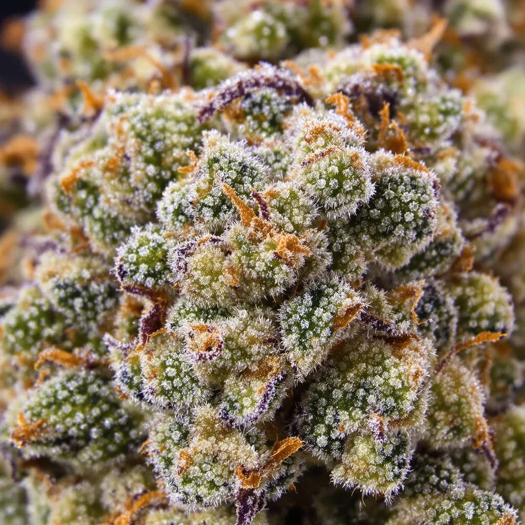 Primer plano de cogollo de cannabis Skywalker OG mostrando estructura equilibrada con tricomas escarchados