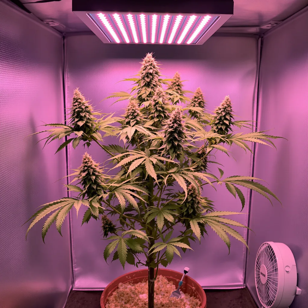 Planta de cannabis Smelliot en fase de floración — 60-100 cm autofloración
