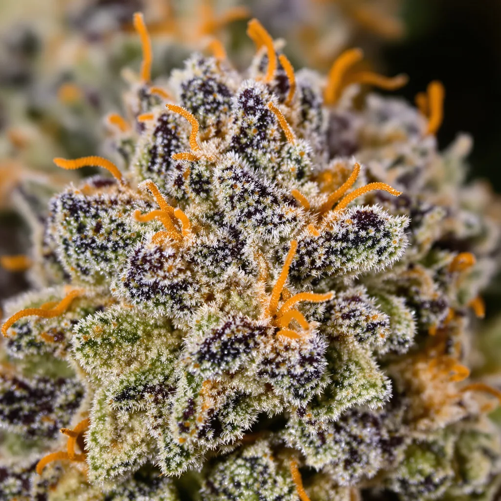 Primer plano de cogollo de cannabis Snoop Dogg OG mostrando cálices densos con tonos morados