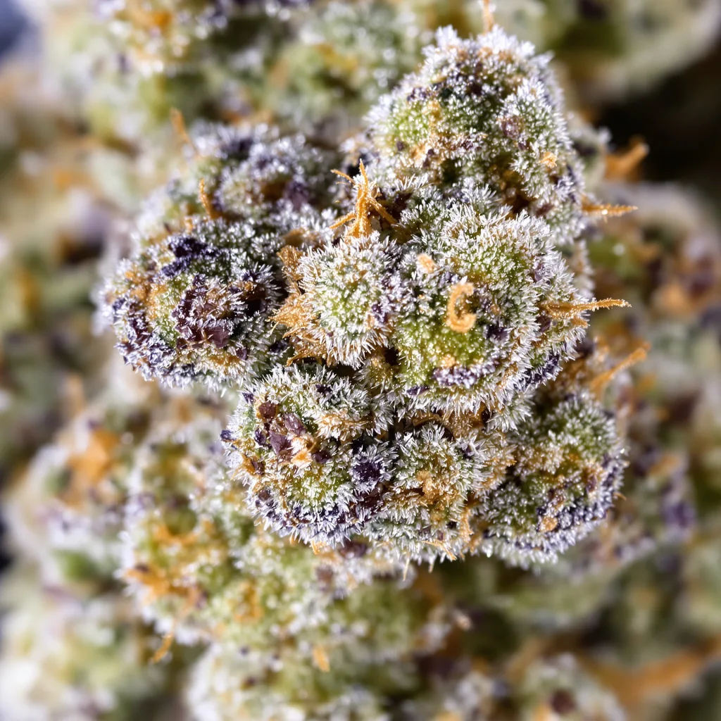 Primer plano de cogollo de cannabis Snow Leopard mostrando estructura equilibrada con tricomas escarchados
