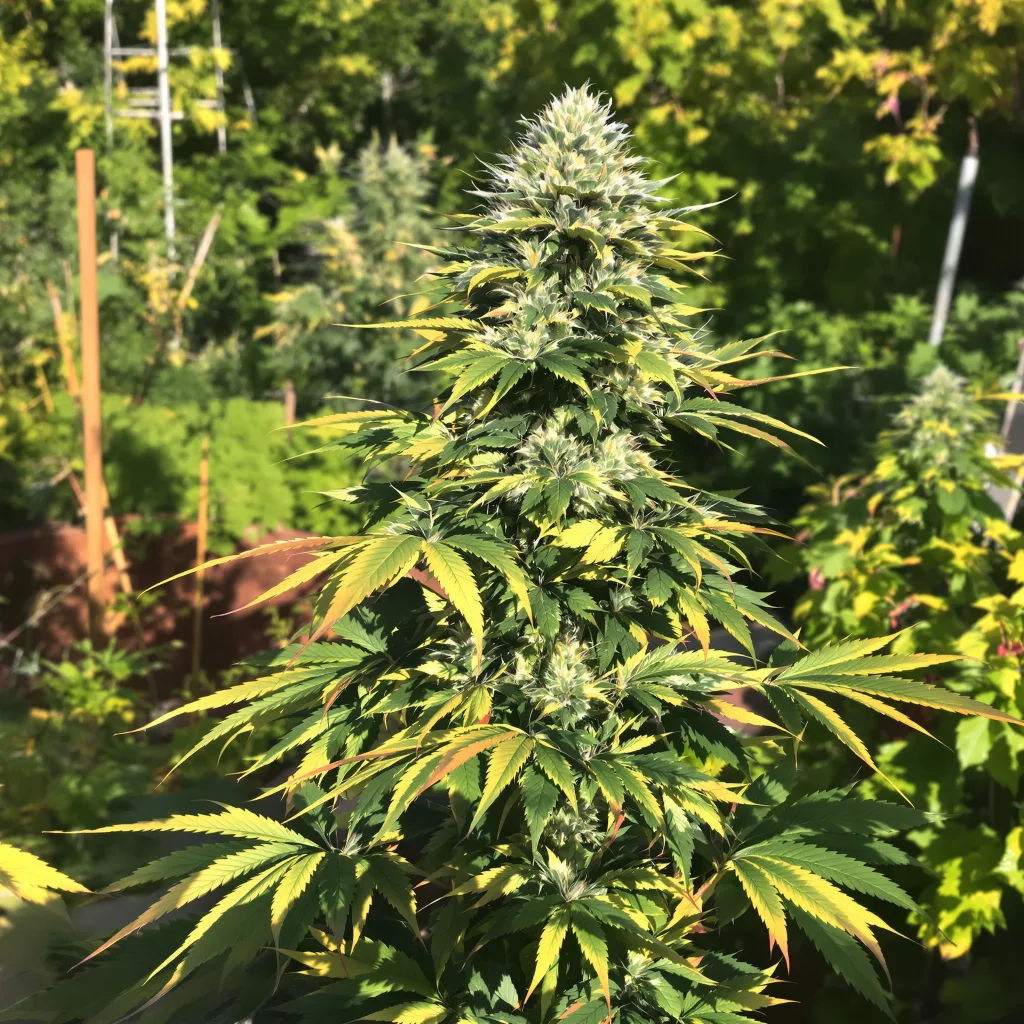 Snow Leopard 44% indica / 56% sativa — flor con tricomas visibles