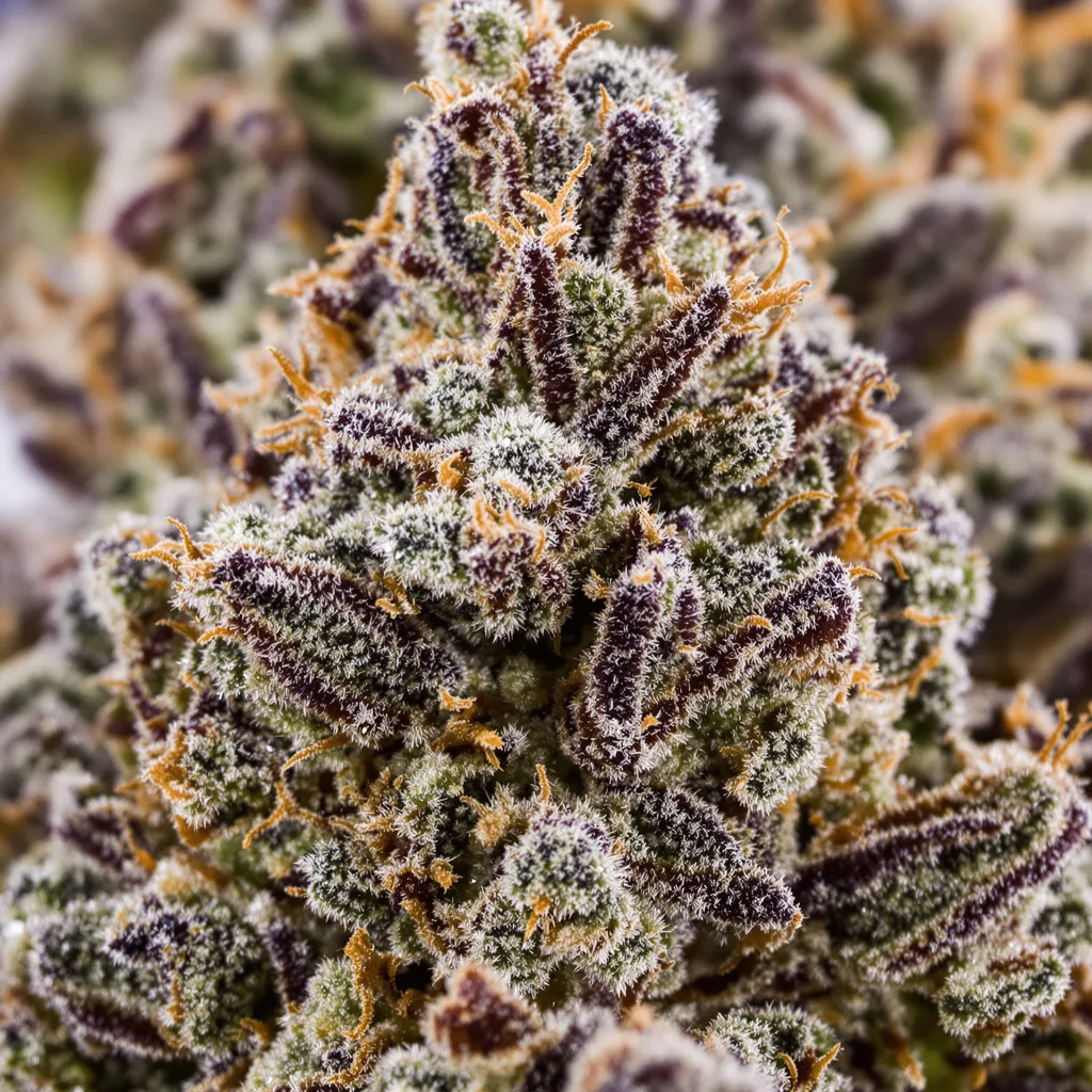 Primer plano de cogollo de cannabis Snow Monster mostrando cálices densos con tonos morados