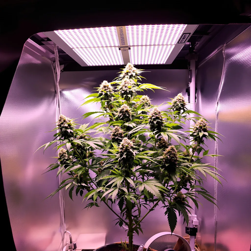 Planta de cannabis Snowcap en fase de floración — 120-180 cm feminizada