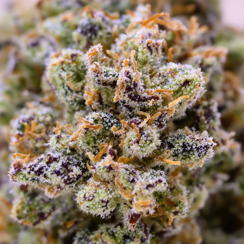 Primer plano de cogollo de cannabis Soul Shine mostrando estructura equilibrada con tricomas escarchados