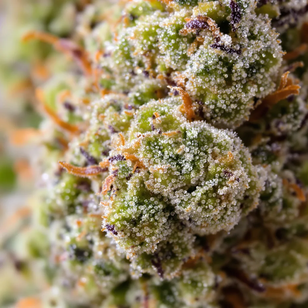 Primer plano de cogollo de cannabis Sour Alien mostrando estructura abierta con pistilos naranjas