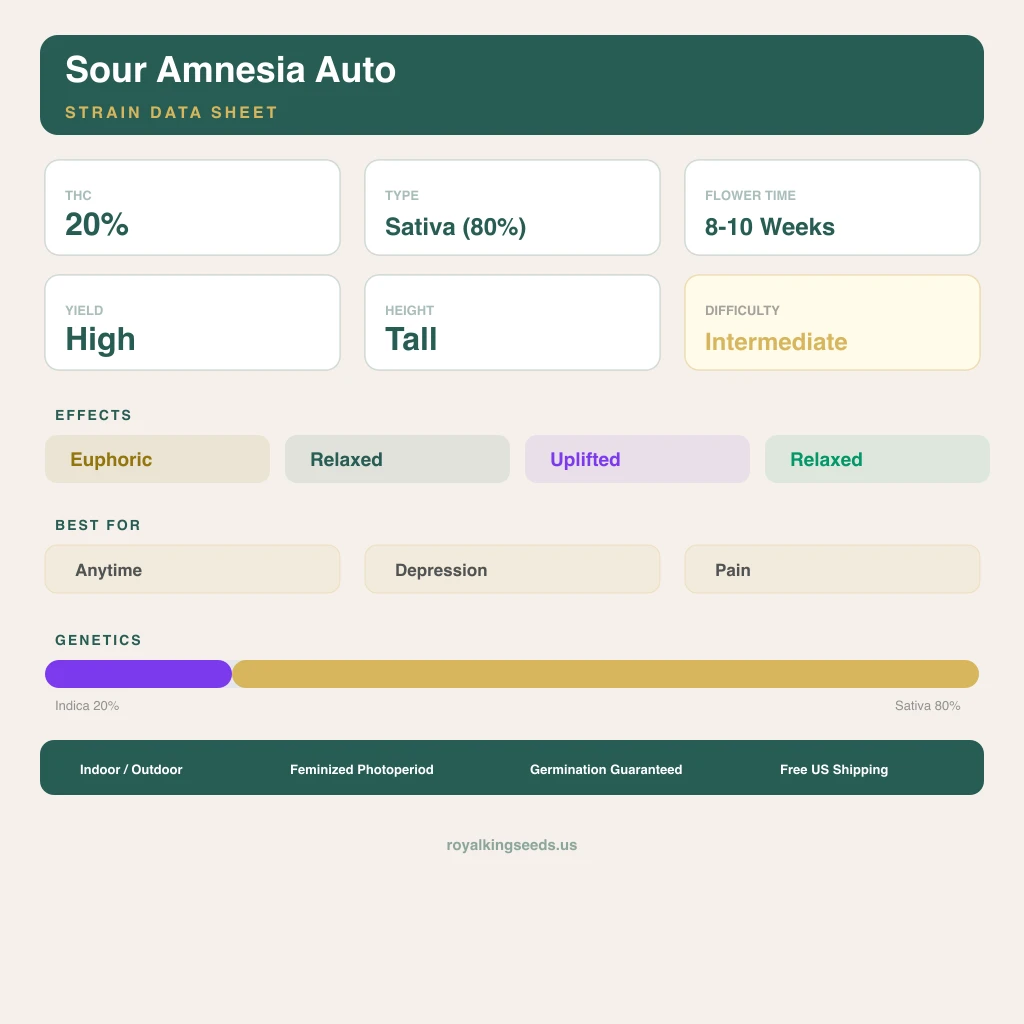 Sour Amnesia 20% indica / 80% sativa — flor con tricomas visibles