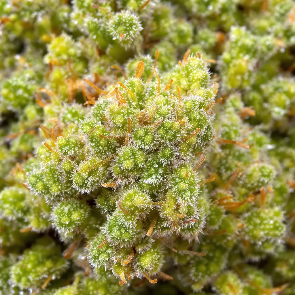 Primer plano de cogollo de cannabis Sour Amnesia mostrando estructura aireada verde lima