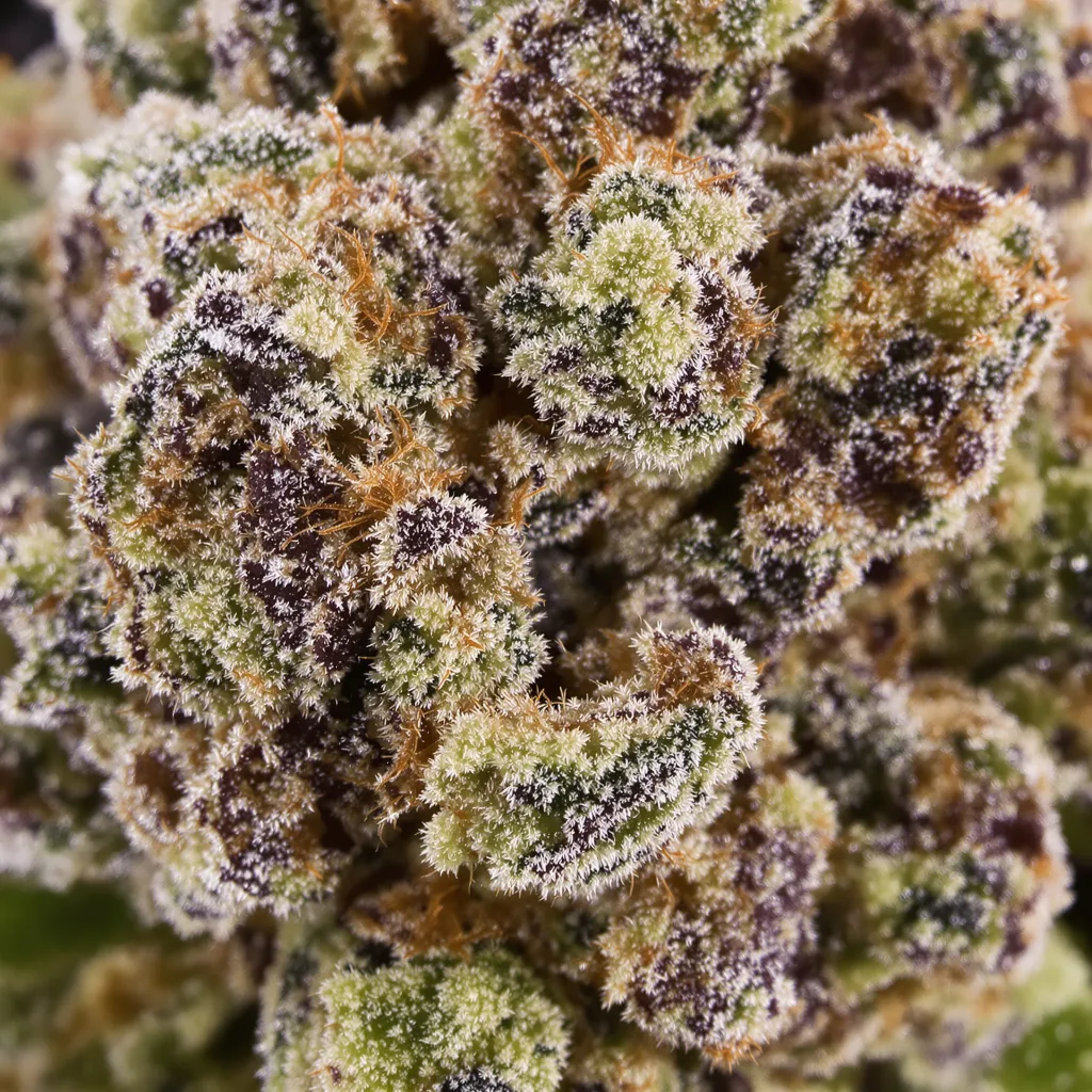 Primer plano de cogollo de cannabis Sour Apple mostrando cálices densos con tonos morados