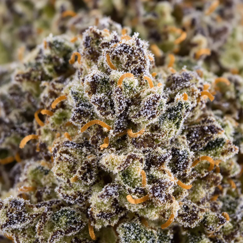 Primer plano de cogollo de cannabis Sour Apple mostrando cálices densos con tonos morados
