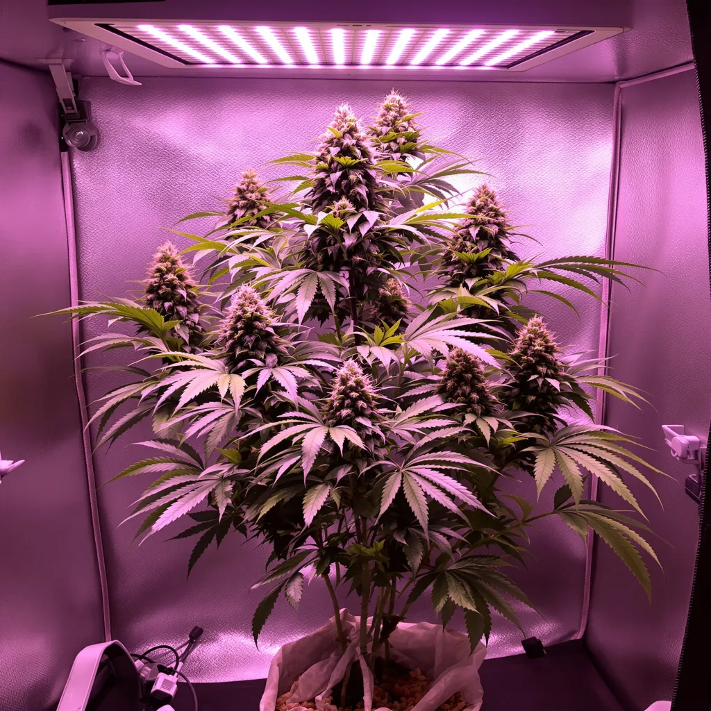 Planta de cannabis Sour Cheese en fase de floración — 60-100 cm autofloración