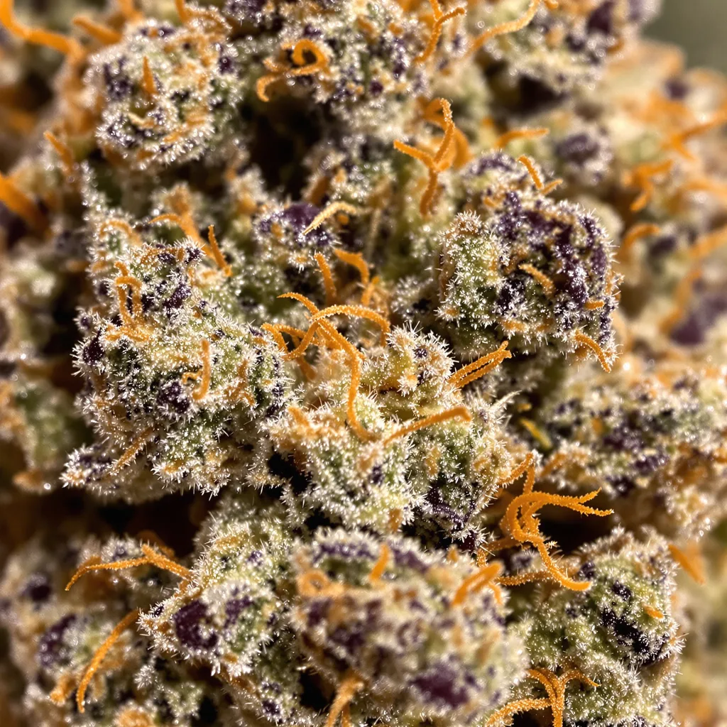 Primer plano de cogollo de cannabis Sour Cheese mostrando cálices densos con tonos morados