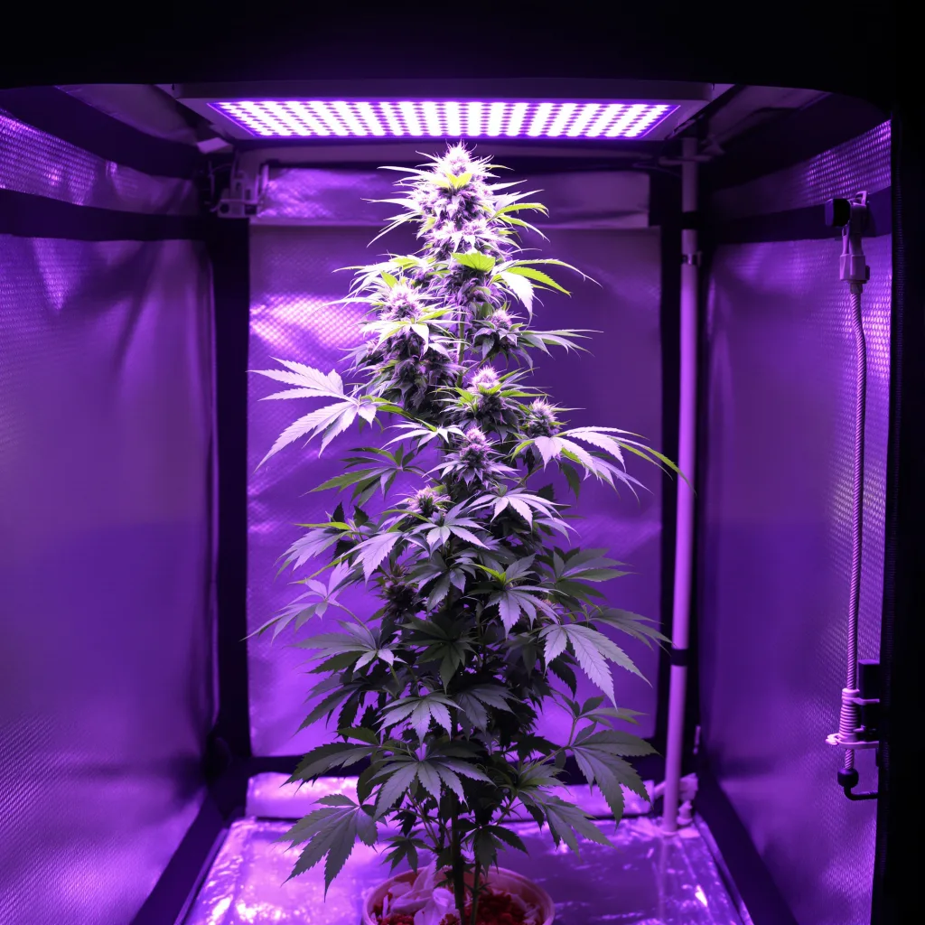 Planta de cannabis Sour Cookies en fase de floración — 150-200 cm feminizada