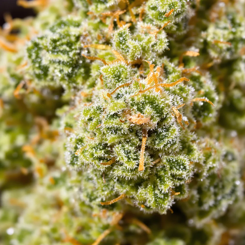 Primer plano de cogollo de cannabis Sour Cream mostrando estructura aireada verde lima
