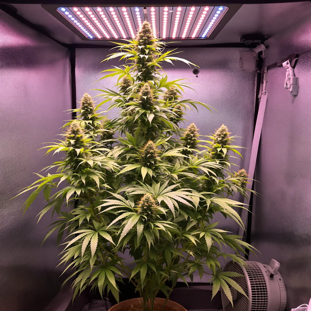 Planta de cannabis Sour Diesel en fase de floración — 150-200 cm feminizada
