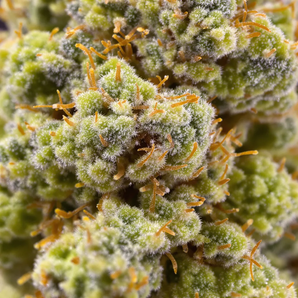 Primer plano de cogollo de cannabis Sour Dream mostrando estructura aireada verde lima