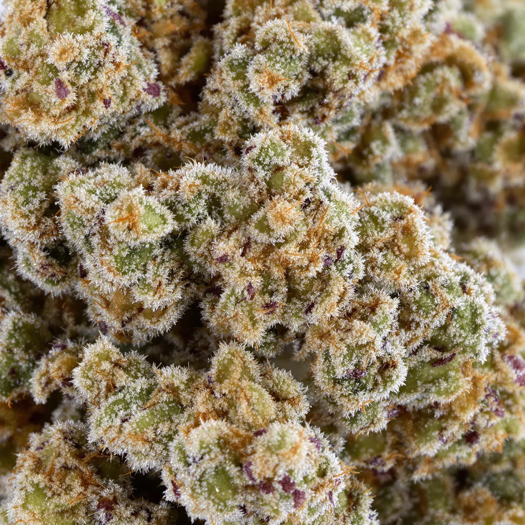 Primer plano de cogollo de cannabis Sour Girl mostrando estructura equilibrada con tricomas escarchados