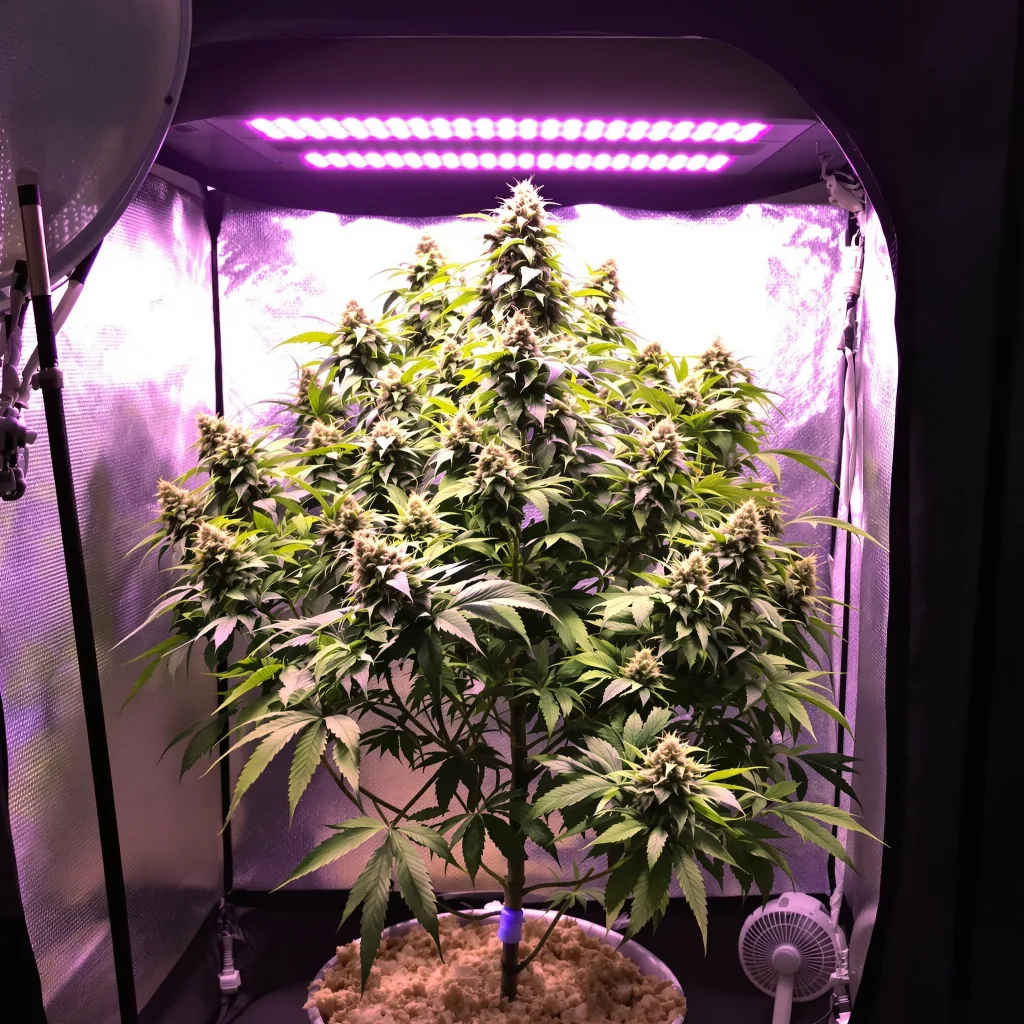 Planta de cannabis Sour Grape en fase de floración — 120-180 cm feminizada