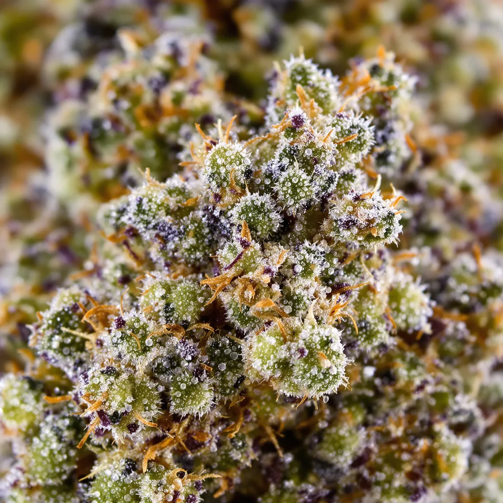 Primer plano de cogollo de cannabis Sour Grape mostrando estructura equilibrada con tricomas escarchados