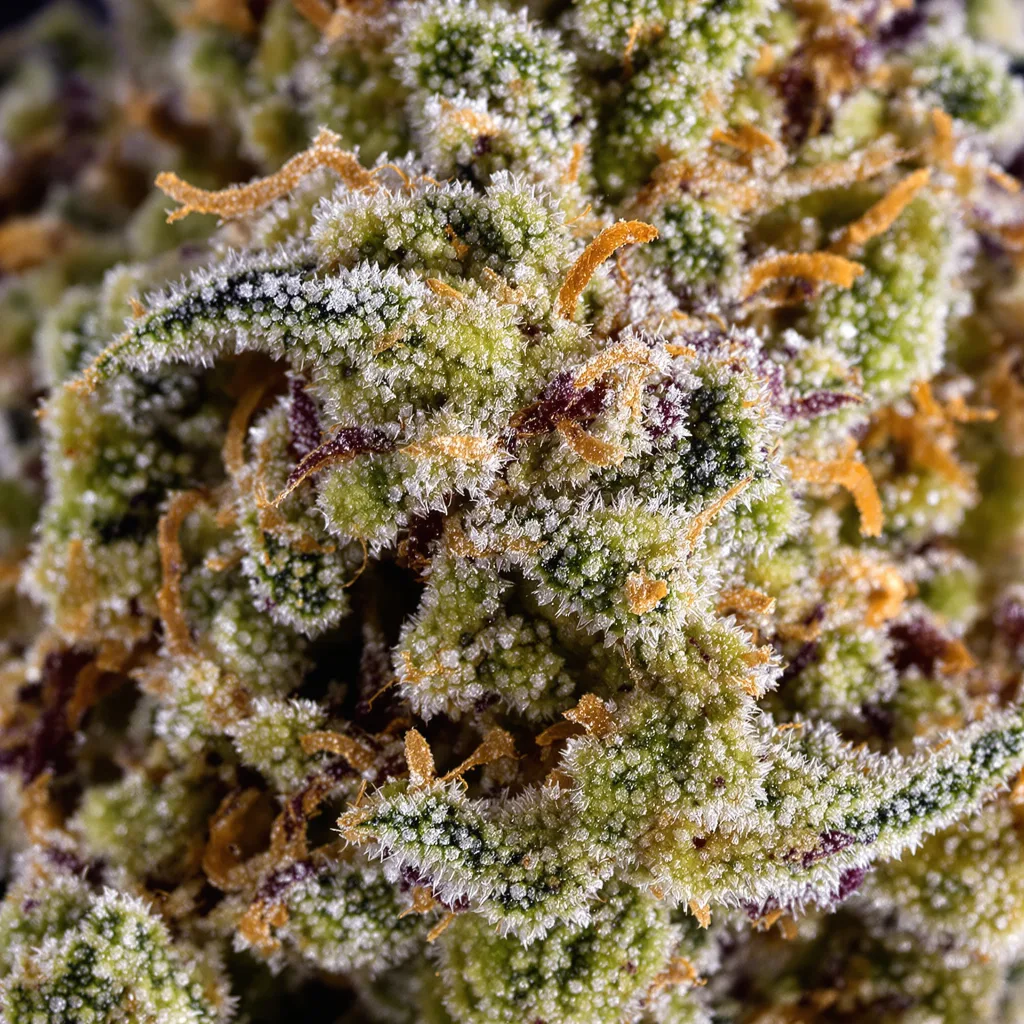 Primer plano de cogollo de cannabis Sour OG mostrando cogollos densos verde bosque