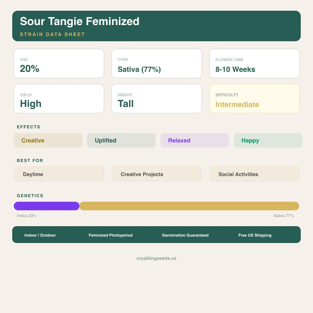 Sour Tangie 23% indica / 77% sativa — flor con tricomas visibles