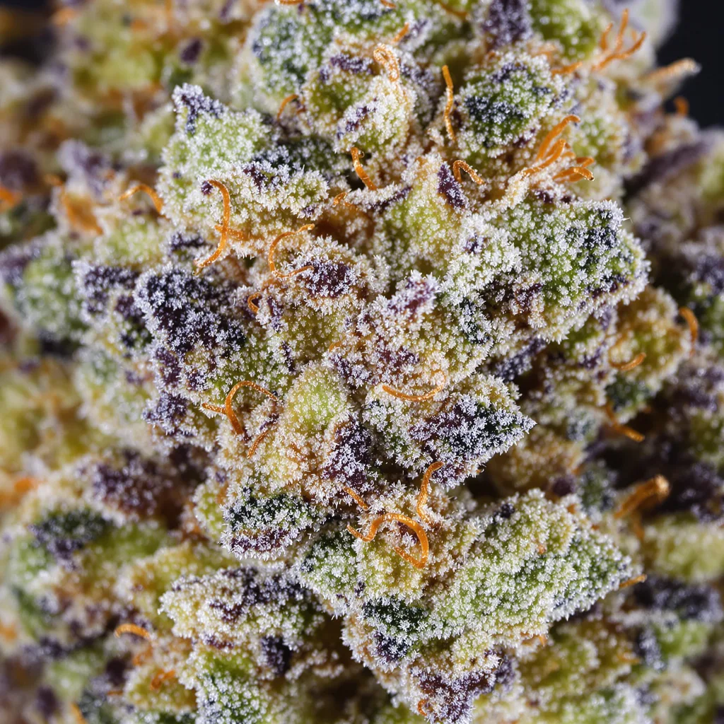 Primer plano de cogollo de cannabis Space Candy mostrando estructura equilibrada con tricomas escarchados