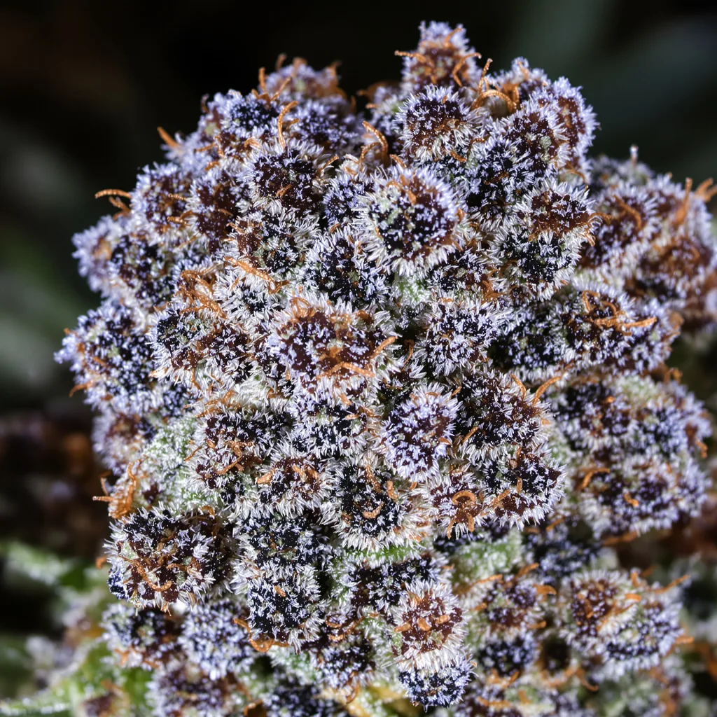 Primer plano de cogollo de cannabis Special Kush #1 mostrando cálices densos con tonos morados