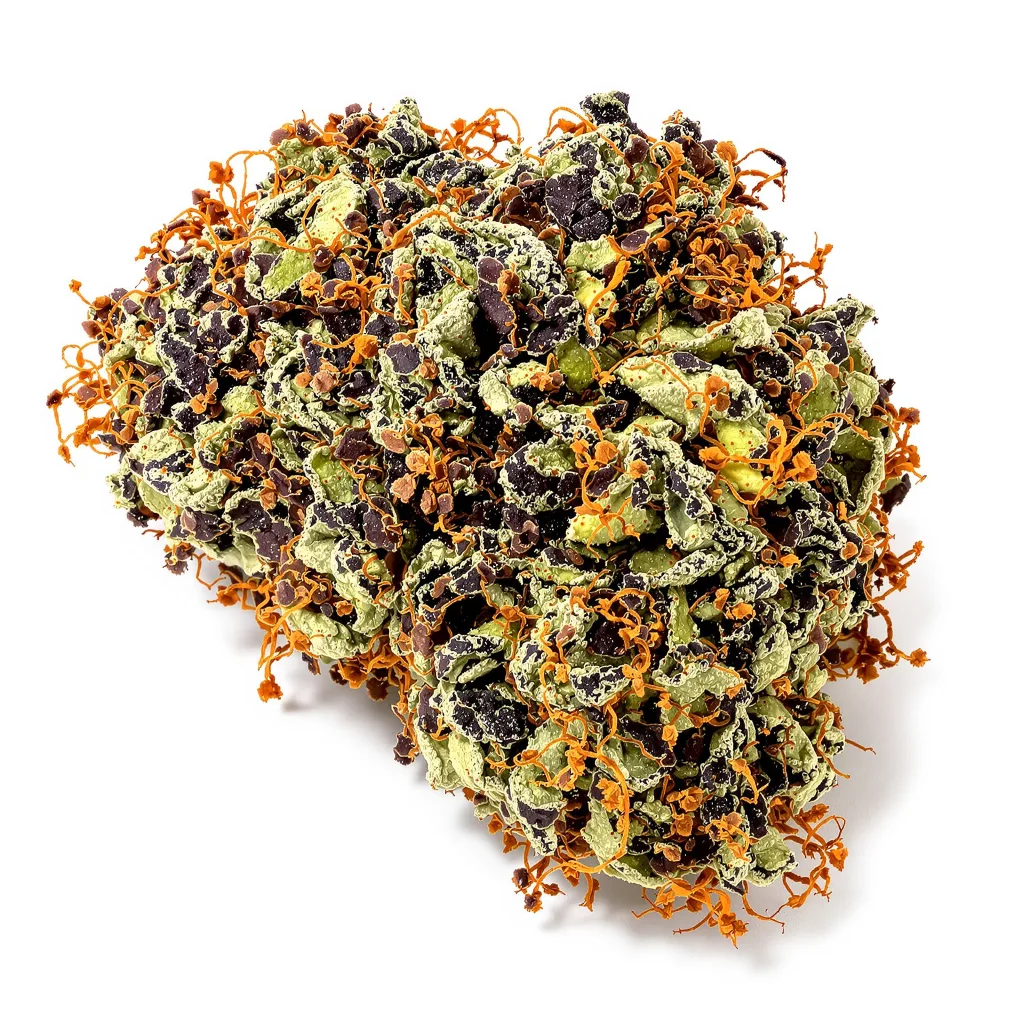 Star Berry 68% indica / 32% sativa — flor con tricomas visibles