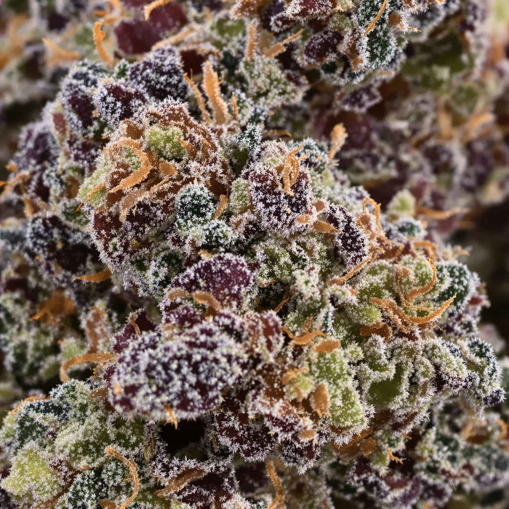 Primer plano de cogollo de cannabis StarBud mostrando cálices densos con tonos morados
