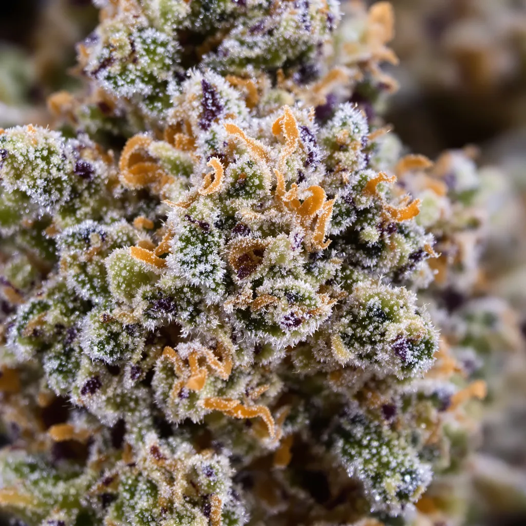 Primer plano de cogollo de cannabis Sticky Dickie mostrando cogollos densos verde bosque