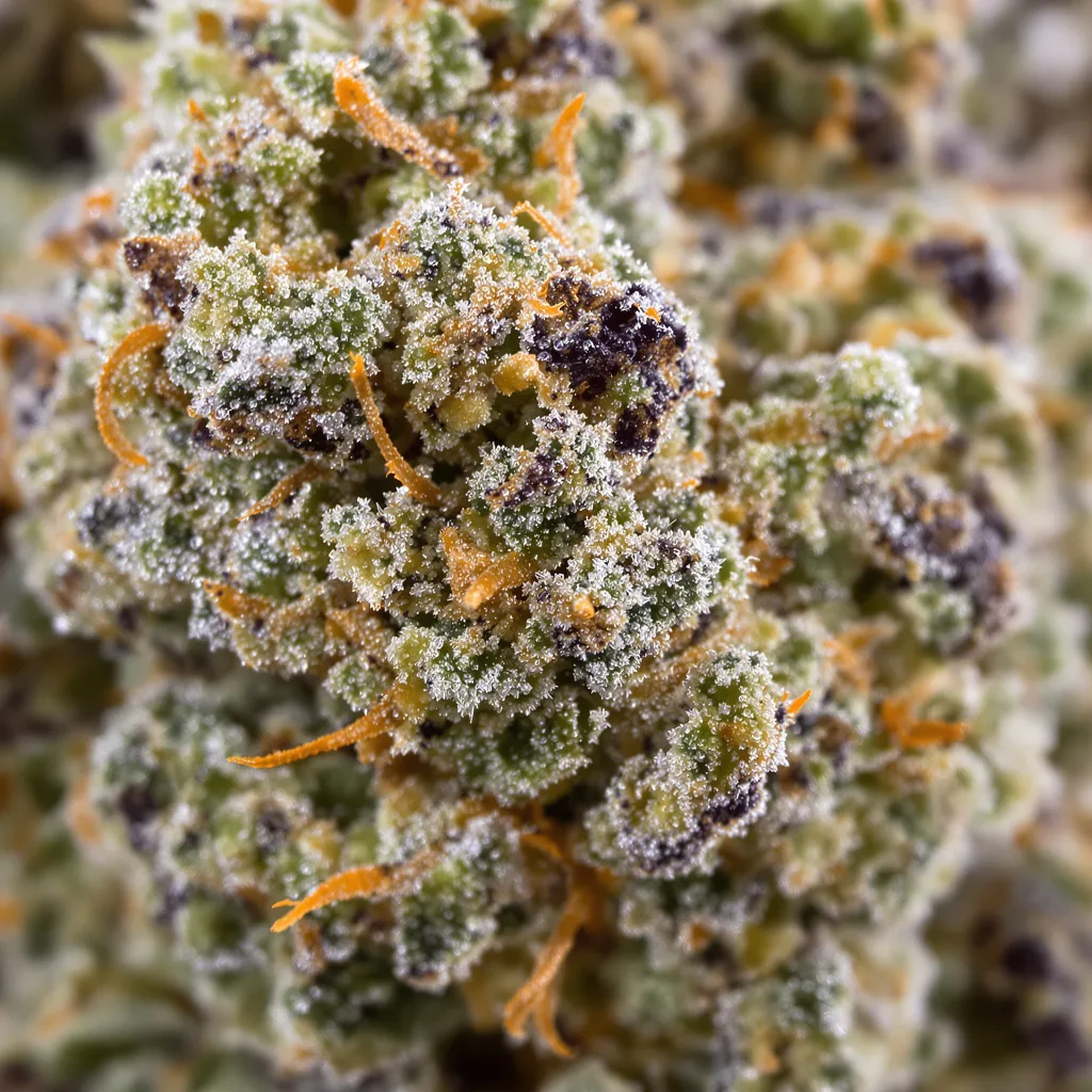 Primer plano de cogollo de cannabis Sticky Dickie mostrando cogollos densos verde bosque