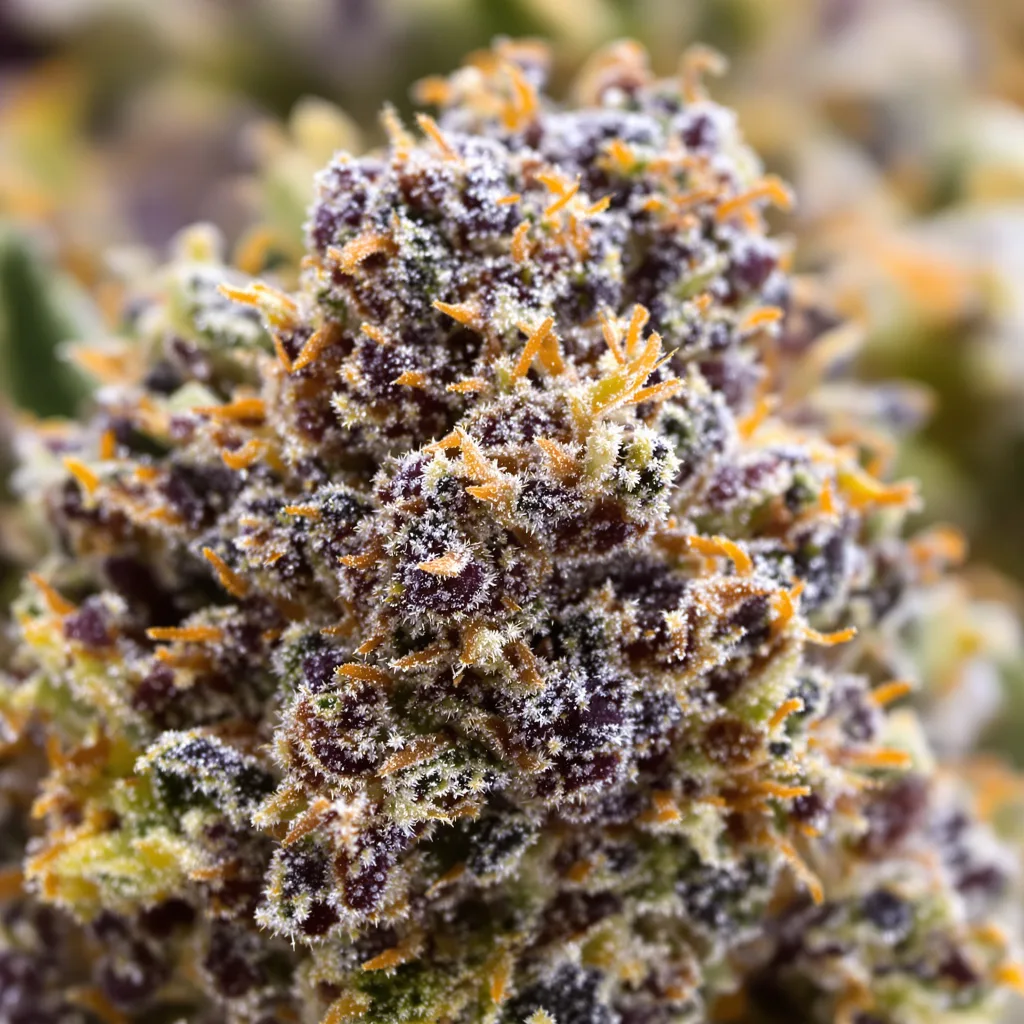 Primer plano de cogollo de cannabis Strawberry Cheesecake mostrando cálices densos con tonos morados