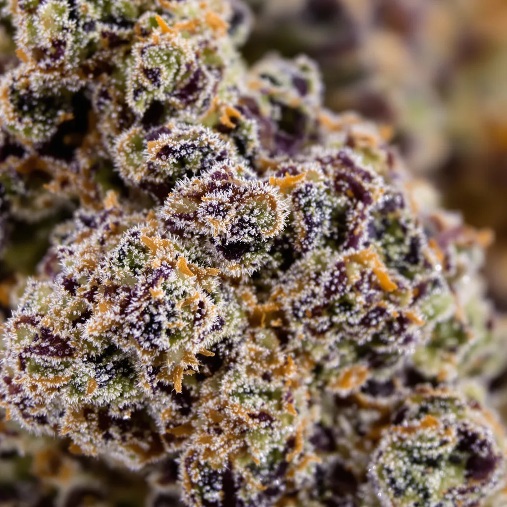 Primer plano de cogollo de cannabis Strawberry Cheesecake mostrando cálices densos con tonos morados