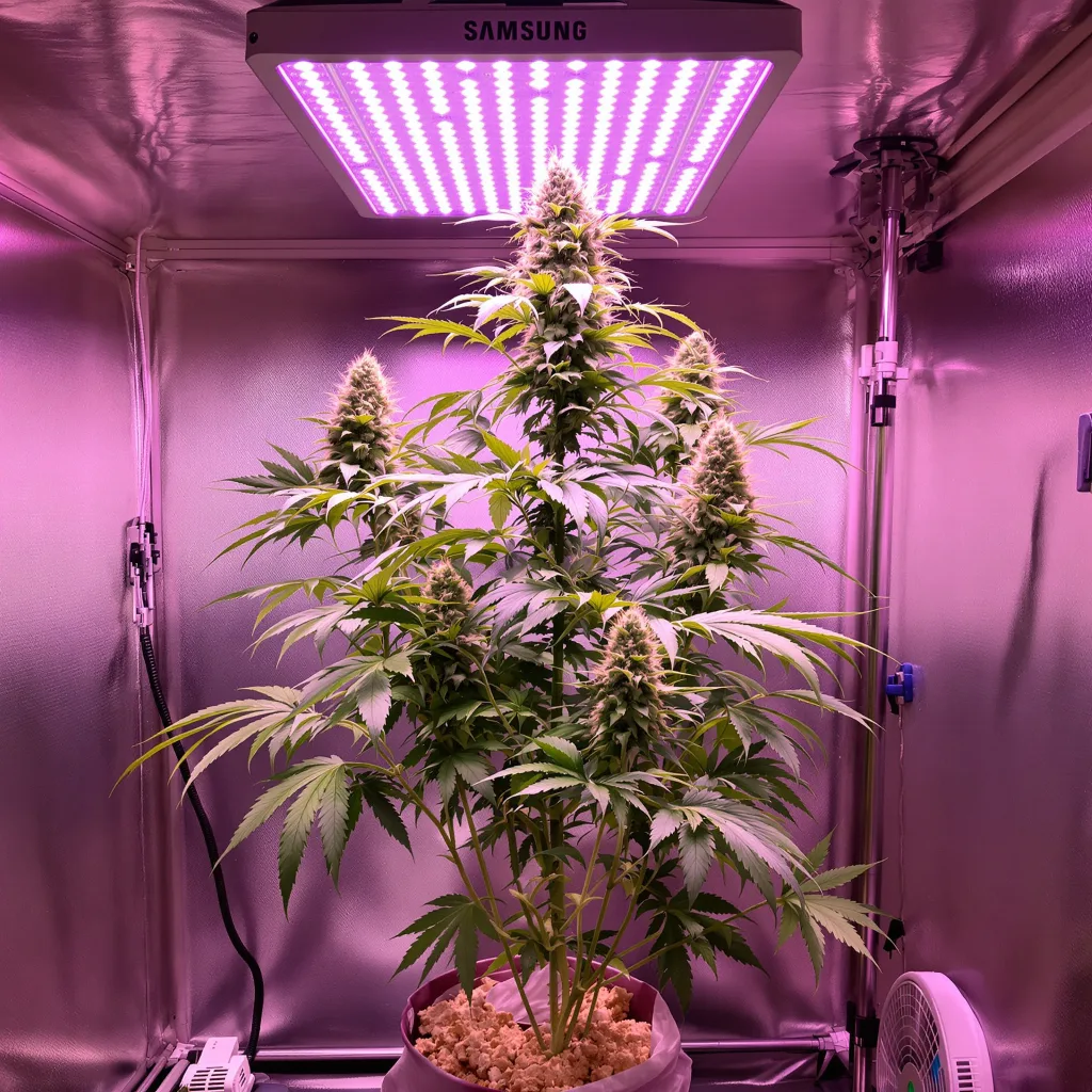 Planta de cannabis Strawberry Cough en fase de floración — 150-200 cm feminizada