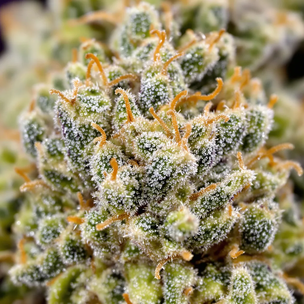 Primer plano de cogollo de cannabis Strawberry Fields mostrando cogollos densos verde bosque