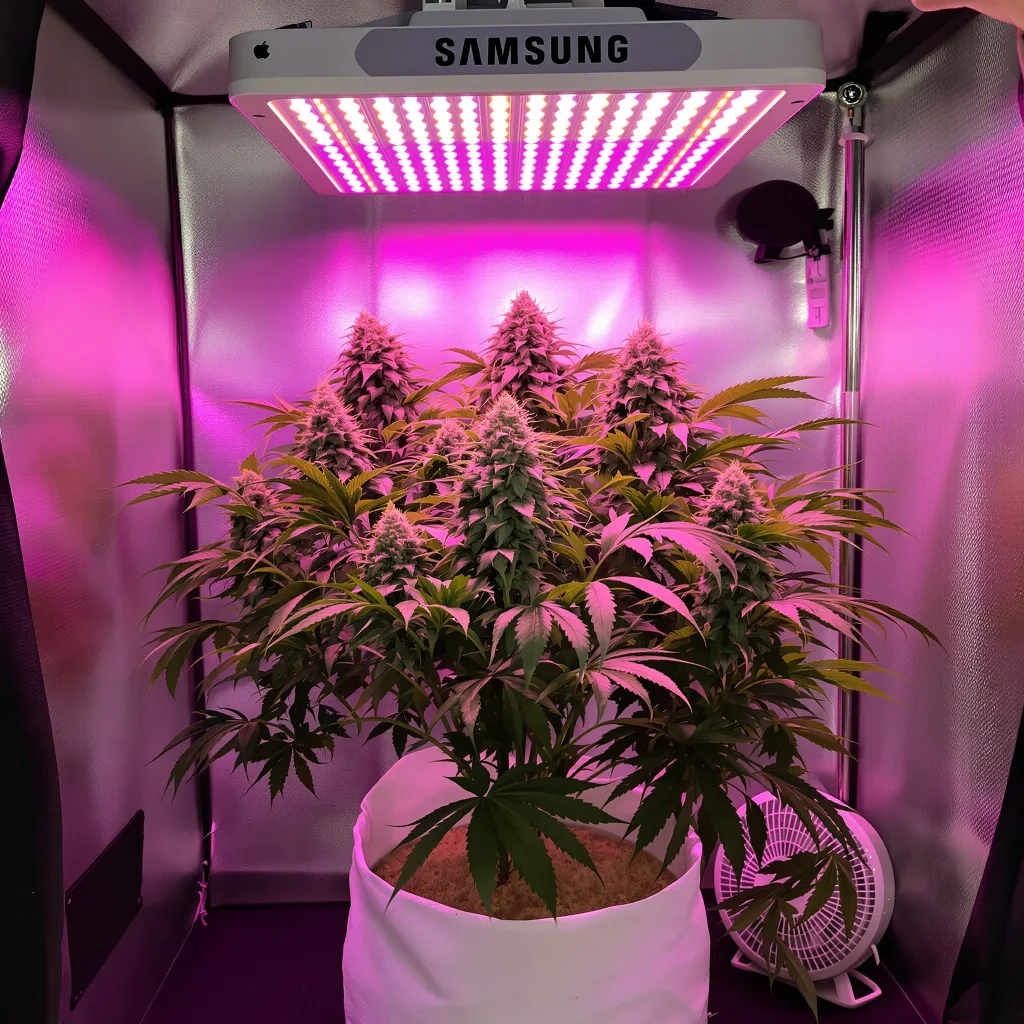 Planta de cannabis Strawberry Gorilla en fase de floración — 60-100 cm autofloración