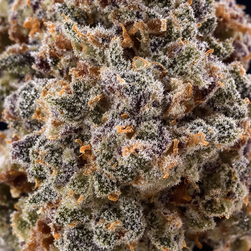 Primer plano de cogollo de cannabis Strawberry Gorilla mostrando cálices densos con tonos morados