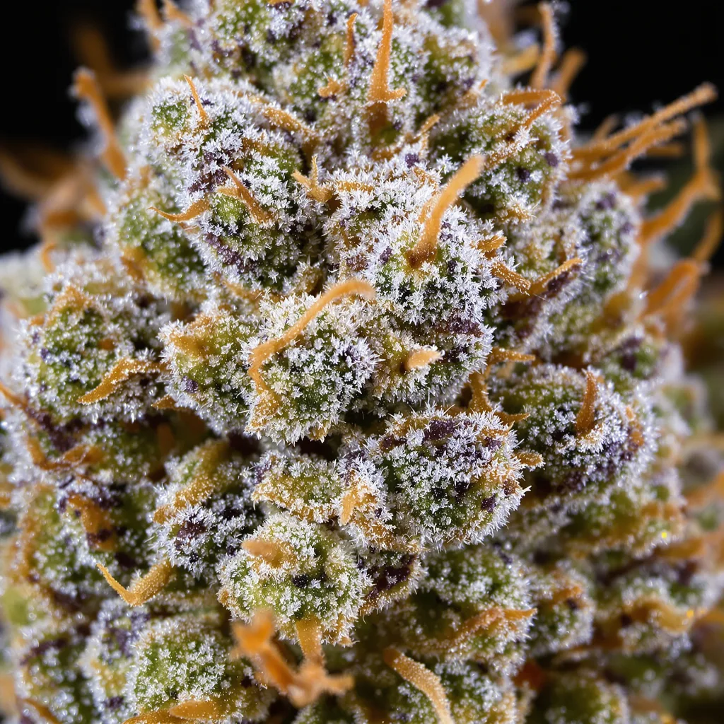 Primer plano de cogollo de cannabis Strawberry Lemonade mostrando estructura abierta con pistilos naranjas