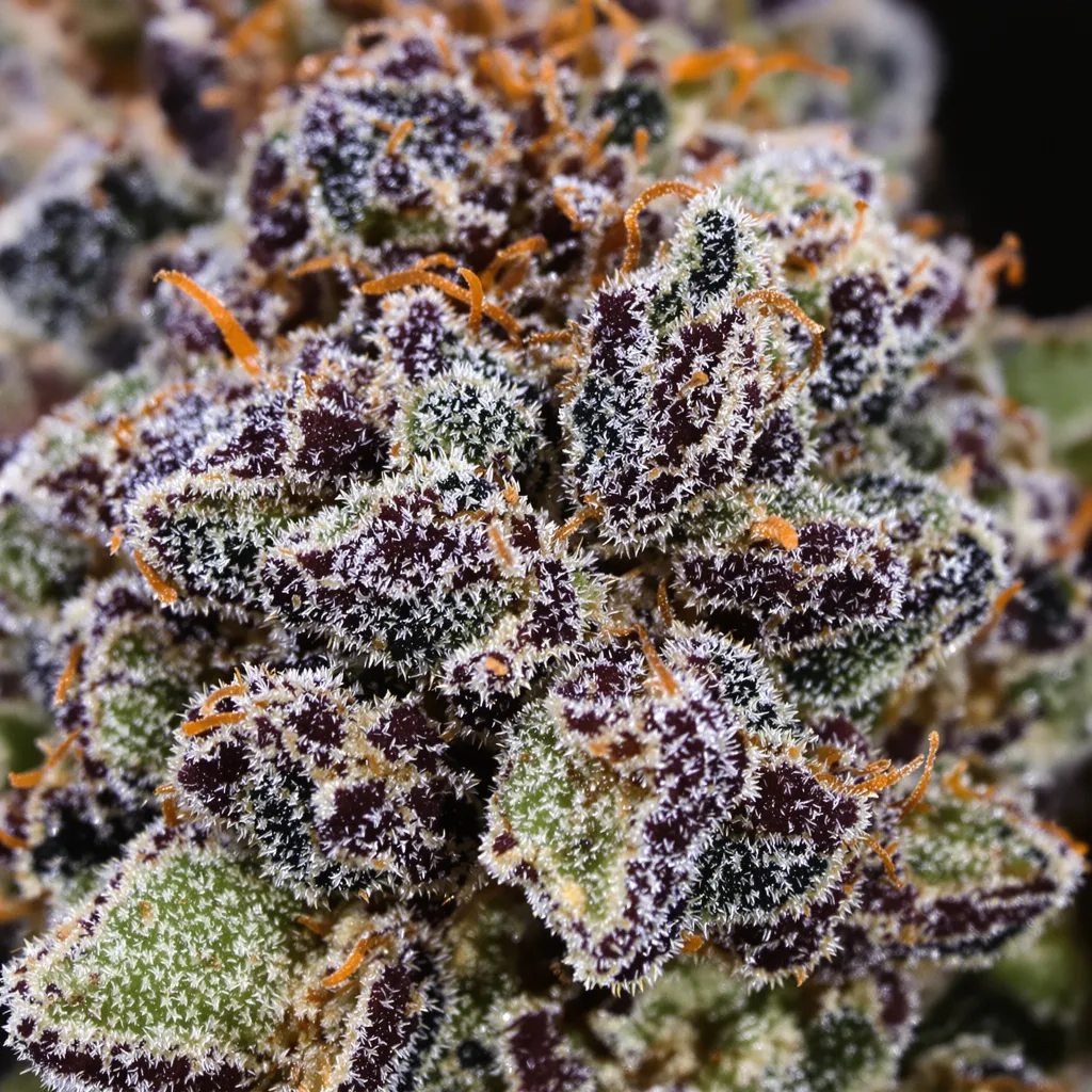 Primer plano de cogollo de cannabis Sugar Black Rose mostrando cálices densos con tonos morados