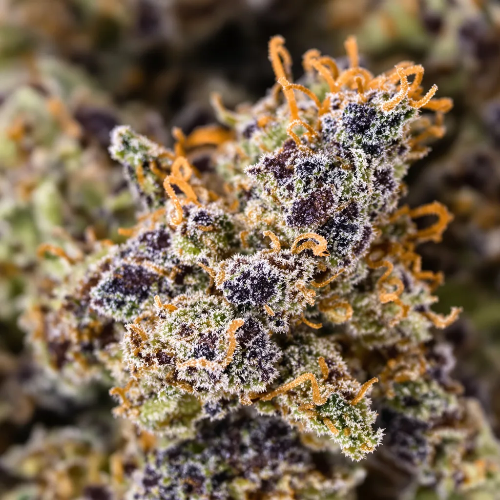 Primer plano de cogollo de cannabis Sugar Black Rose mostrando cálices densos con tonos morados