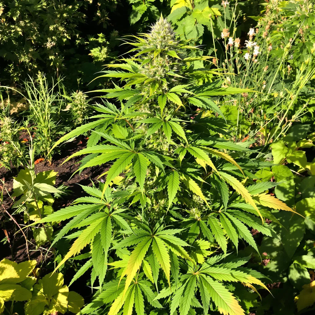 Sugar Black Rose 88% indica / 12% sativa — flor con tricomas visibles